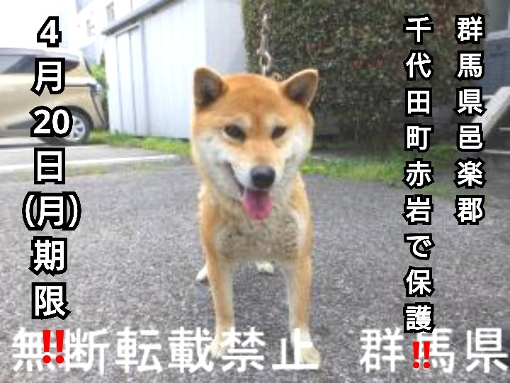 RokunekoAnimal's tweet photo. 4月20日(月)期限‼️#群馬県邑楽郡千代田町赤岩で保護された、#革製青い首輪に鎖をつけた茶白毛の柴犬ちゃん‼️#3歳くらいの中型犬の女の子です‼️#拡散希望‼️#メス #中型 #動物愛護センター収容犬 #迷子犬 #迷い犬 #探し犬 #4月13日保護 https://t.co/2IqpozX3qG https://t.co/HUx2jLm1Hw