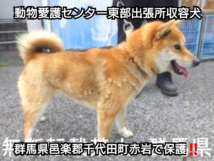 RokunekoAnimal's tweet photo. 4月20日(月)期限‼️#群馬県邑楽郡千代田町赤岩で保護された、#革製青い首輪に鎖をつけた茶白毛の柴犬ちゃん‼️#3歳くらいの中型犬の女の子です‼️#拡散希望‼️#メス #中型 #動物愛護センター収容犬 #迷子犬 #迷い犬 #探し犬 #4月13日保護 https://t.co/2IqpozX3qG https://t.co/HUx2jLm1Hw