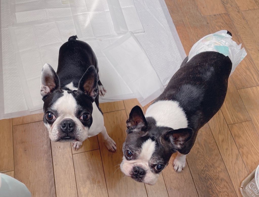 なおすけ tweet media