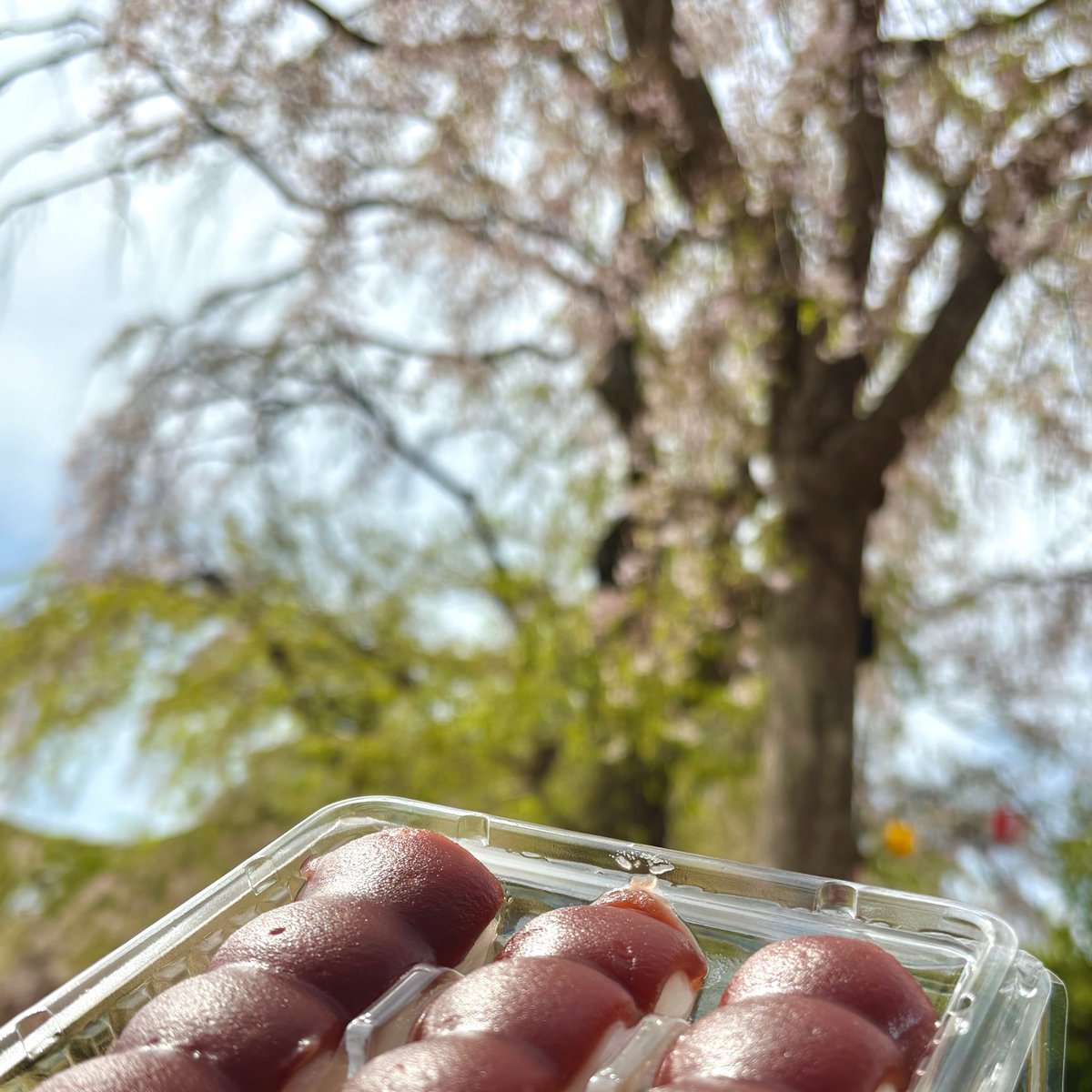 TohtechBBC's tweet photo. 【🎶🍃新歓🌸🎶】

こんにちは！東北工業大学吹奏楽部です！

19日は、新歓を行いました🥳

初めて2年生が主体となったイベント😳‼️みなさま楽しんでいただけたでしょうか🥺
気にな��ている方は是非一度見学にいらしてください🙌

#東北工業大学吹奏楽部
#吹奏楽 
#新歓
#花より団子 https://t.co/xkRrCsxqX6