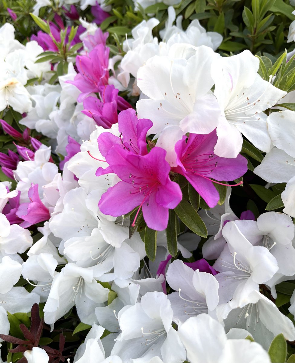 ににろく tweet media