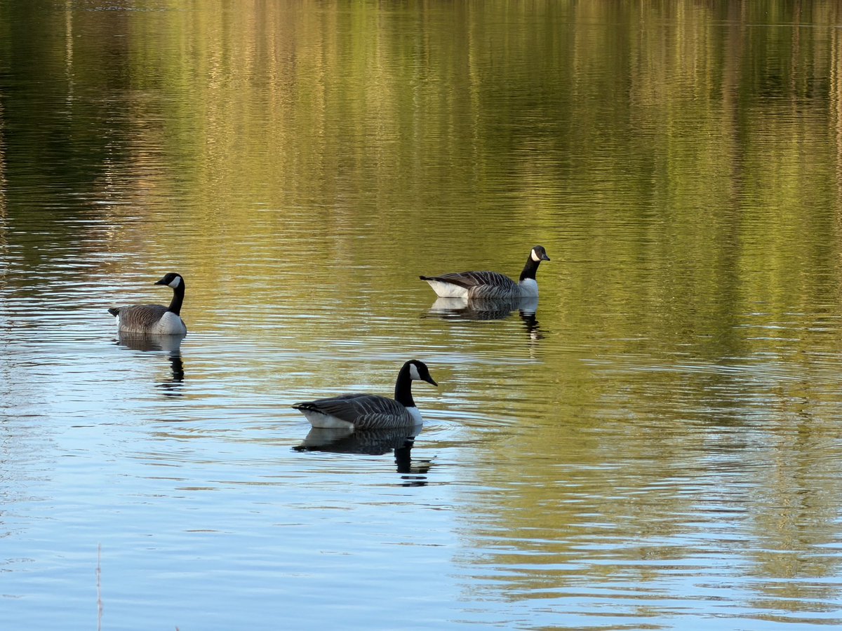 ManelRoura's tweet image. Good morning! I love #Priorslee Flash at this time of the day, it is like a mirror. Have a great day! #Telford