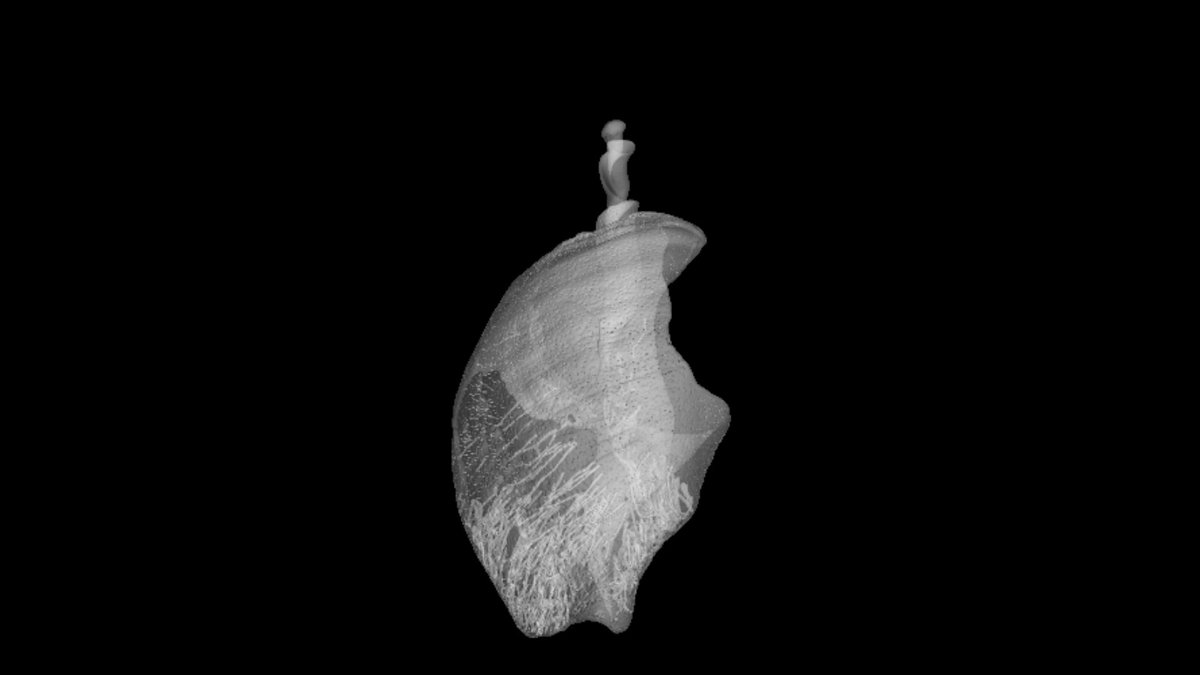 XsightXray tweet media