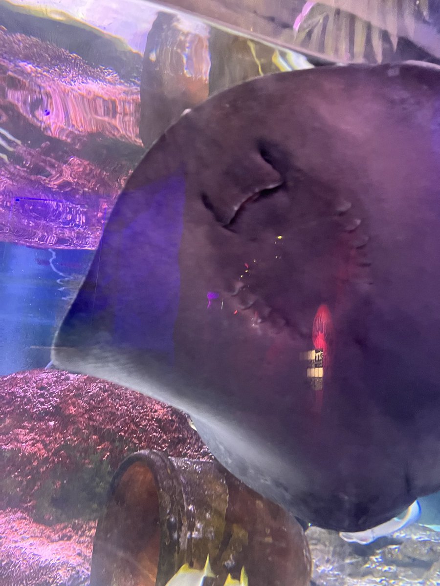 walther0_0's tweet photo. 水族館楽しかった🥰 https://t.co/LB2Smexh1V