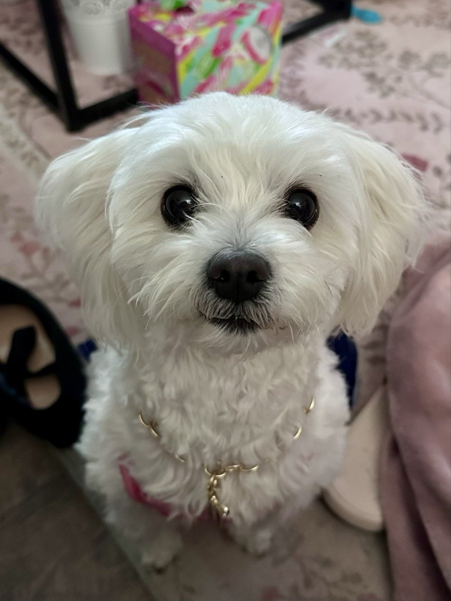 Ginger_Doll7's tweet photo. @RichOToole Here’s a cute floof to break up the toxic sludge on here. She always brightens my days! https://t.co/NuUgegPMzy