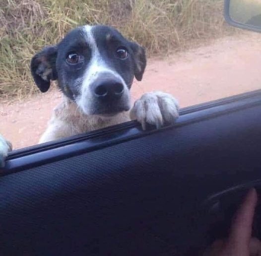 Dawood🇰🇪🇸🇦 tweet media