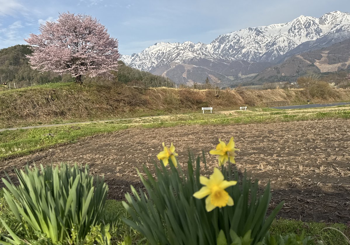 竜胆の花 tweet media