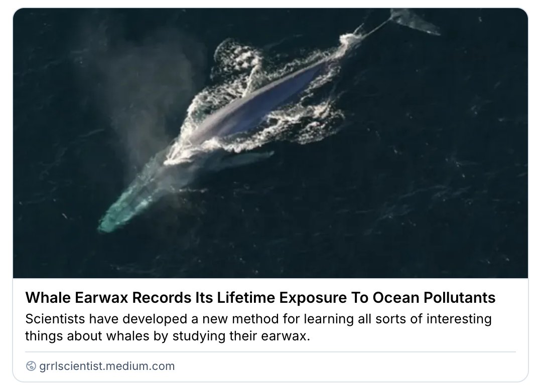 GrrlScientist's tweet image. Whale Earwax Records Its Lifetime Exposure To Ocean Pollutants

"Scientists have developed a new method for learning all sorts of interesting things about whales by studying their earwax."

#SciComm by @GrrlScientist 

#whales #pollution #Ocean #ecology grrlscientist.medium.com/whale-earwax-r…