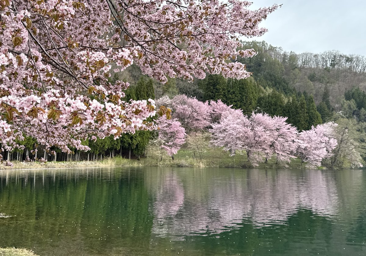竜胆の花 tweet media