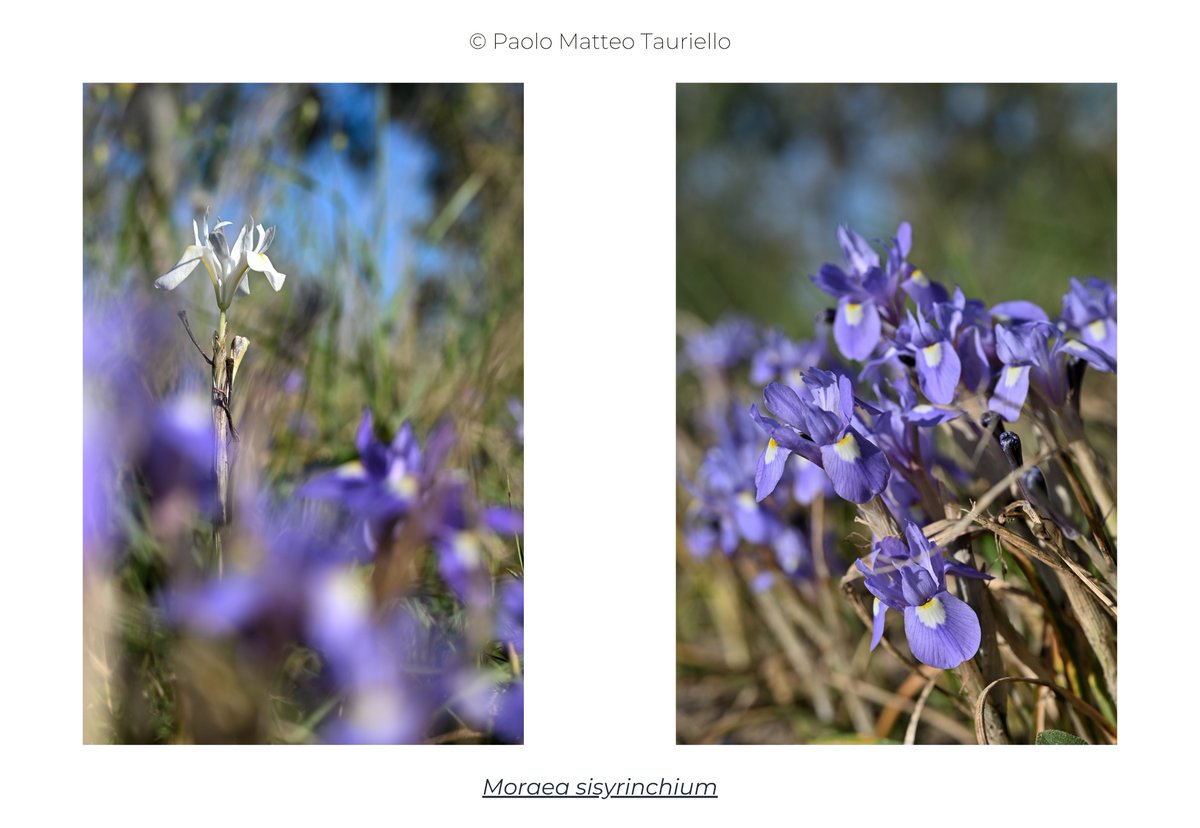 SplTauriello's tweet photo. Barbary Nut #Iris (Moraea sisyrinchium). 
April 2026, South #Sardinia.  
#NikonZ30 + #Nikkor Z MC 50mm f/2.8with a bit of #Godox MF12 #macro flash.  
#iNaturalist #nikon #Moraea #iridaceae https://t.co/lJ2IcX2CVy