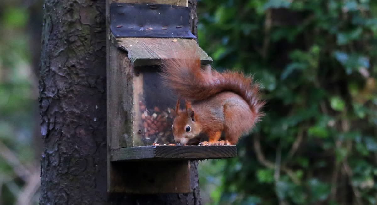 PenrhosSave's tweet image. Our red squirrels are endangered, Penrhos has red squirrels, so why would anyone want to destroy the home of endangered red squirrels? 
Developers/speculators ?  But not Harri and Zach the 2 boys running 20 miles  in April to #SavePenrhos ( and their friend Bertie who’s joined as