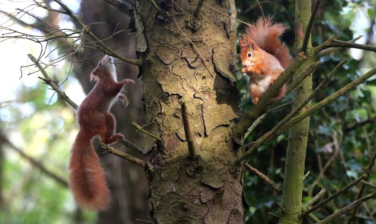 PenrhosSave's tweet image. Our red squirrels are endangered, Penrhos has red squirrels, so why would anyone want to destroy the home of endangered red squirrels? 
Developers/speculators ?  But not Harri and Zach the 2 boys running 20 miles  in April to #SavePenrhos ( and their friend Bertie who’s joined as