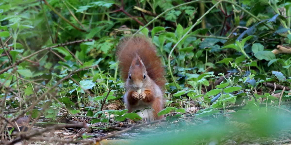 PenrhosSave's tweet image. Our red squirrels are endangered, Penrhos has red squirrels, so why would anyone want to destroy the home of endangered red squirrels? 
Developers/speculators ?  But not Harri and Zach the 2 boys running 20 miles  in April to #SavePenrhos ( and their friend Bertie who’s joined as