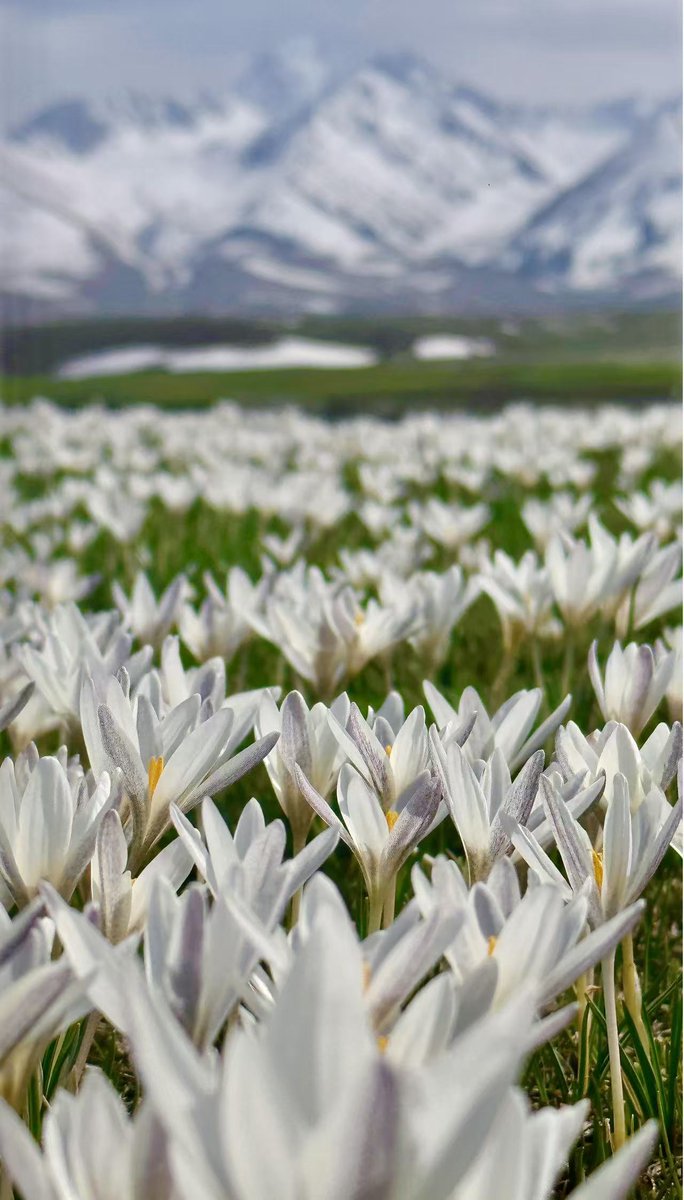 fatir0505's tweet photo. Wild lilies blanket #Nalati—
from afar, they look like snow, up close, they bloom into flowers 🌼❄️📷

#WildLilies #SpringInBloom #ThroughMyLens https://t.co/bZPhj5PX5t