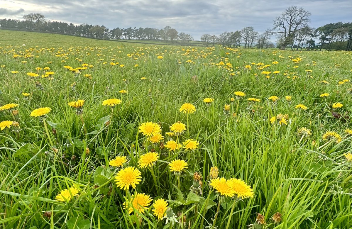 Ginger_Sweetest's tweet photo. “ In a world full of roses, stand out like a dandelion in the middle of a green, plush lawn! ” https://t.co/NFidLyQeSQ