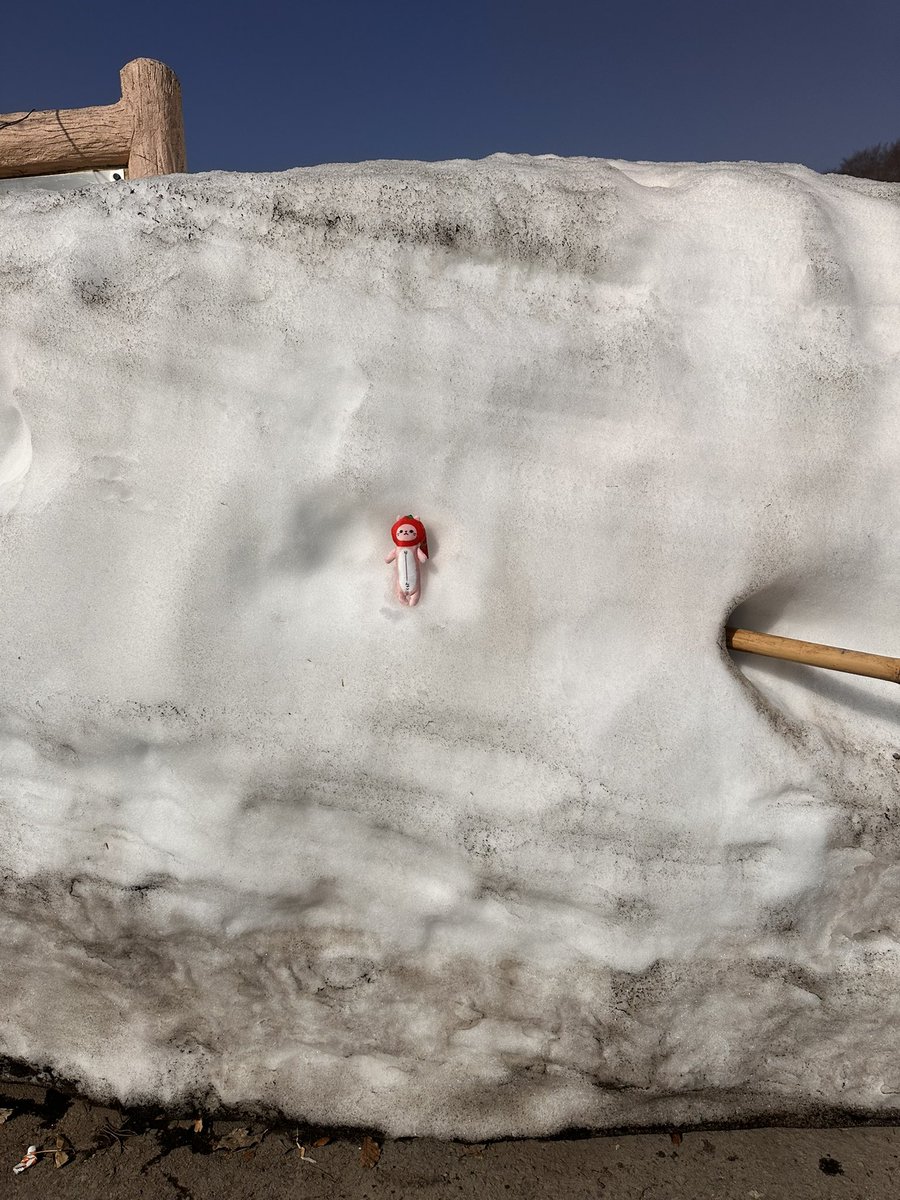 雪室りんご♪