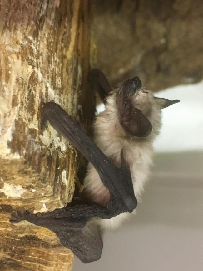 다이애나 tweet media