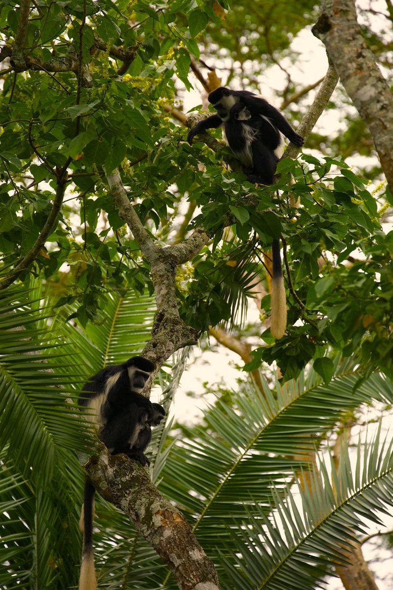 Dolphintoursug's tweet photo. A mix of birdwatching, guided nature walks, primate tracking and chimpanzee tracking and more is what to expect on visit to Kibale national park.

Plan your next Uganda primate tour with us!
📲: +256 759825470
Email: info@ugandagorillatrekkingtrips.com 
https://t.co/lKpGqNLmsR
#tours #exploreuganda #primates