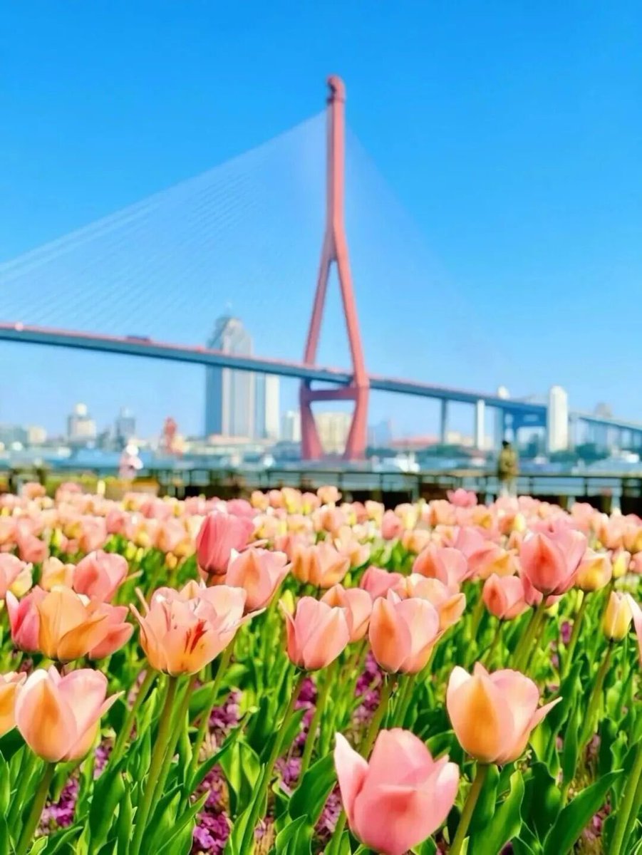 nicejupiterxx's tweet photo. 杨浦滨江西段近8000平方米区域内，八万余株郁金香已到盛放期，绚烂花海将滨江岸线的步道装点成缤纷的“花路”。
#WhyChina #Shanghai #ShanghaiLetsMeet #ShanghaiSpring https://t.co/VzNMEG7jWd