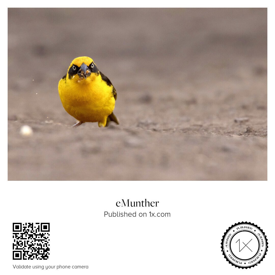 anEMDN_com's tweet image. Baglafecht Weaver حباك باغلفيكت

shop.1x.com/featured/2-bag…

emunther.com/images/0245385…

#Print #Download #Photo #Bird #Yellow