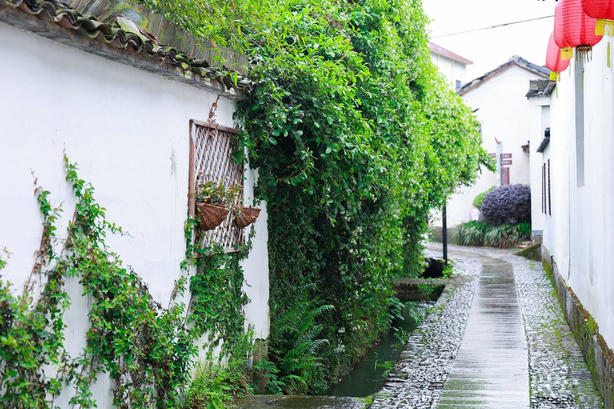 吃笋喝茶（互fo） tweet media