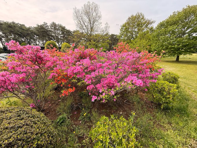 ✿「風 Ⅴ」✿ tweet media