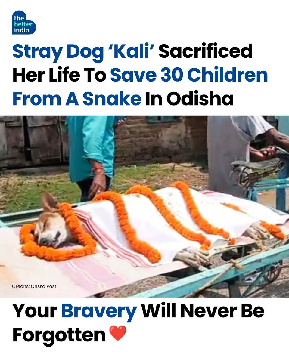 Vidit Sharma 🇮🇳 tweet media