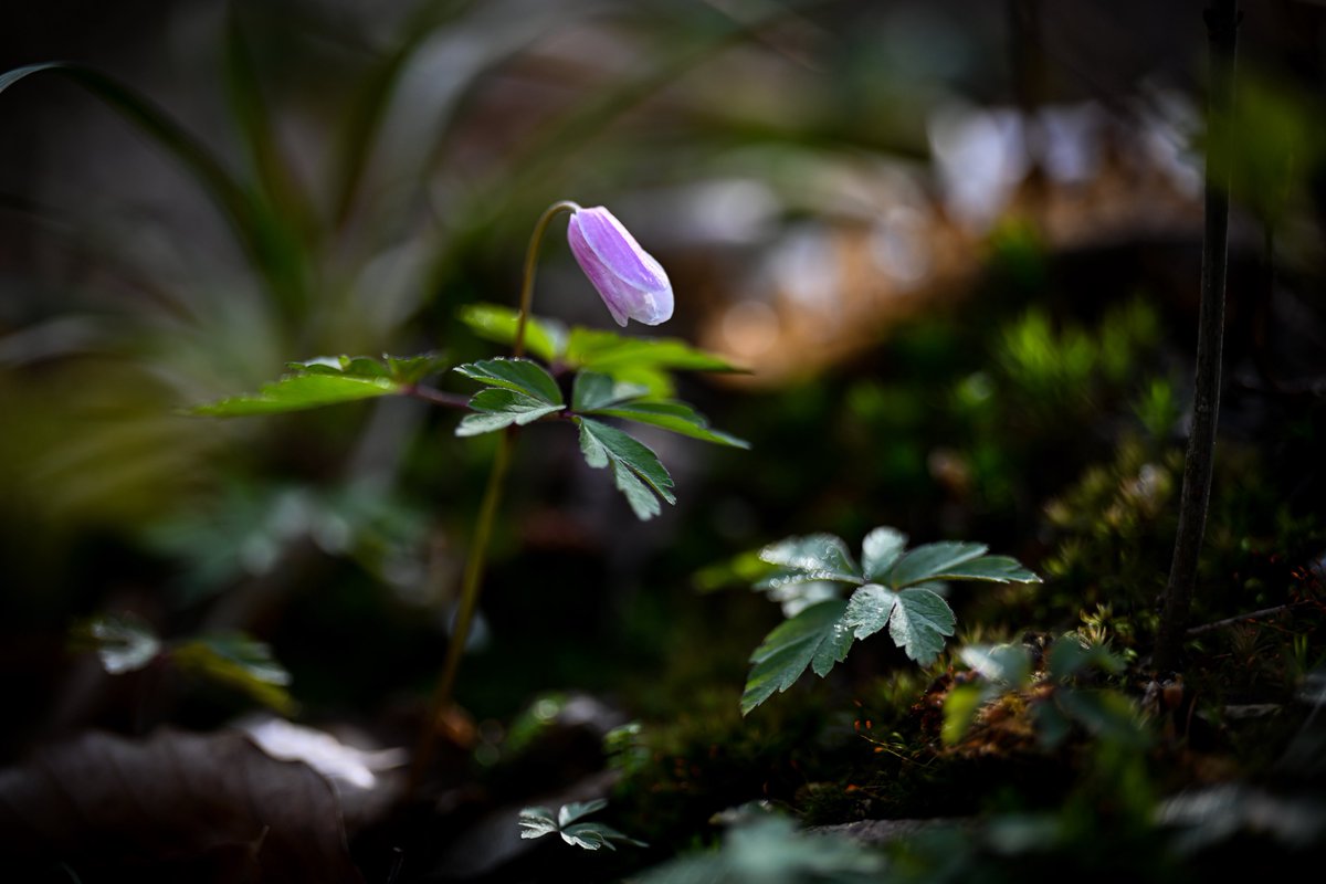 quhl5's tweet image. Ich wünsche euch allen einen wunderbaren Start in die neue Woche. Guten Morgen. ☕️
#NaturePhotography #quhl5