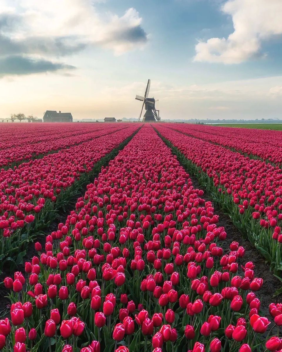Tulip Fields, The Netherlands