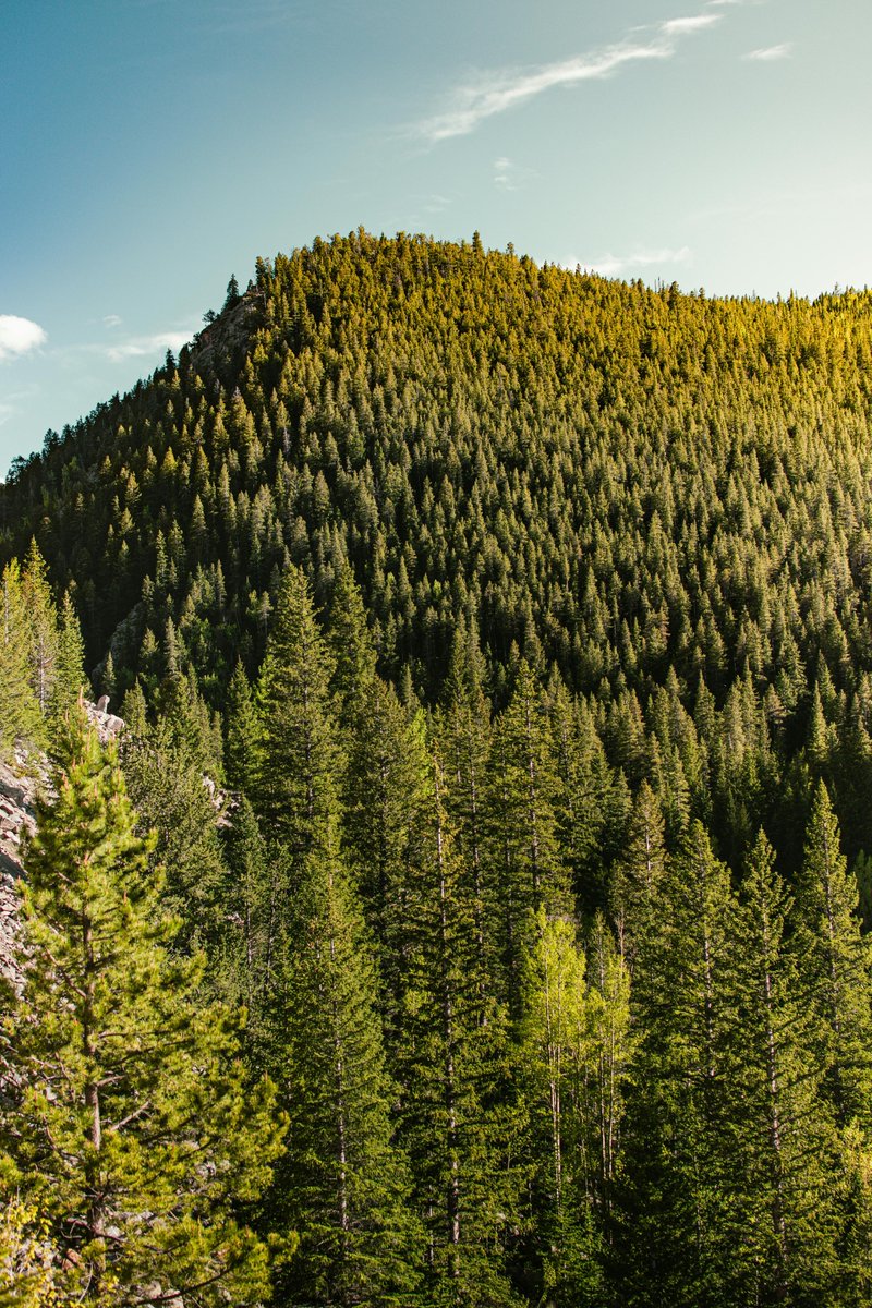 purenature_1's tweet image. Green forest serenity 🌲🌴 #peace