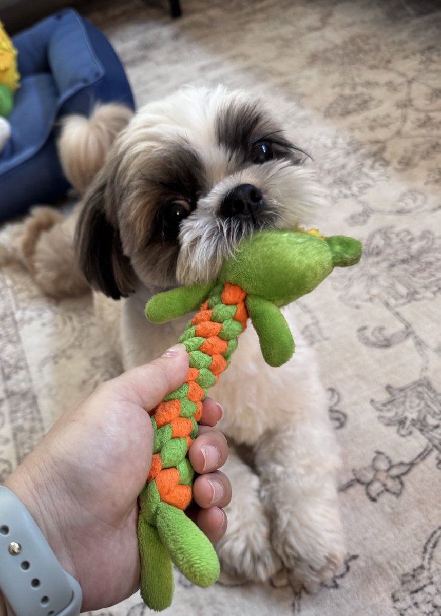 bonoops_0228's tweet photo. お散歩中、まさかのストライキ🤣

途中でぴたっと止まってしまい、そこからはシッターに抱っこでお散歩

おうちに帰ると一変して、元気いっぱいに遊びモード💨

#シーズー #散歩拒否 #ペットシッター #川崎市 #犬のいる暮らし https://t.co/UgESIVtPvW