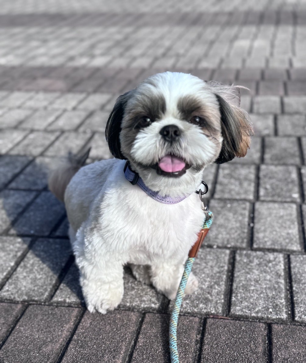 bonoops_0228's tweet photo. お散歩中、まさかのストライキ🤣

途中でぴたっと止まってしまい、そこからはシッターに抱っこでお散歩

おうちに帰ると一変して、元気いっぱいに遊びモード💨

#シーズー #散歩拒否 #ペットシッター #川崎市 #犬のいる暮らし https://t.co/UgESIVtPvW
