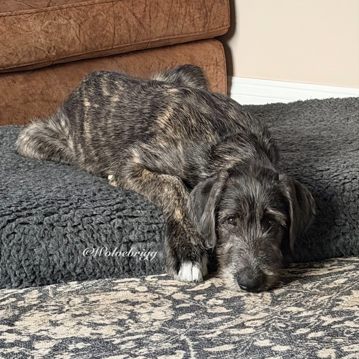 wolvebrigg's tweet image. Daisy is five months old today!🌼💛
#irishwolfhound #puppylove #dogsofX