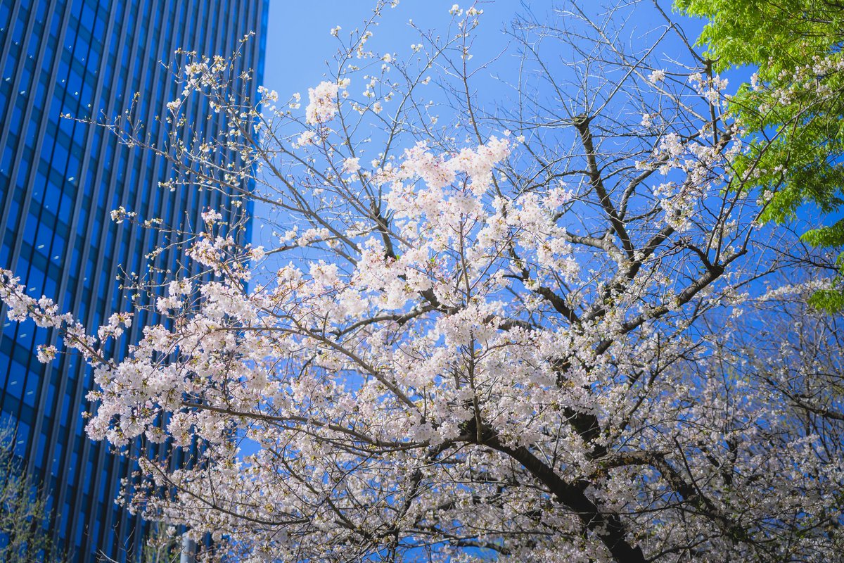 HangX360X's tweet image. 🌸
#snapshot #Zf