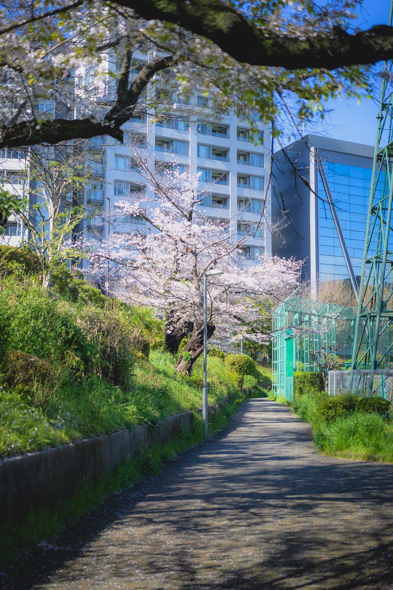 HangX360X's tweet image. 🌸
#snapshot #Zf