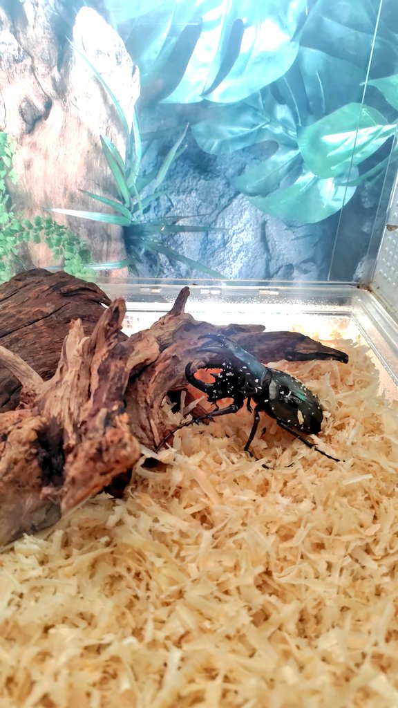 ꧁꒰ঌ 𝕄𝕚𝕪𝕦 ໒꒱꧂ tweet media