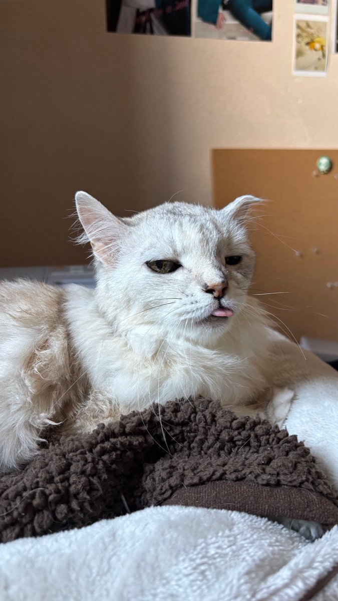 のちほど tweet media