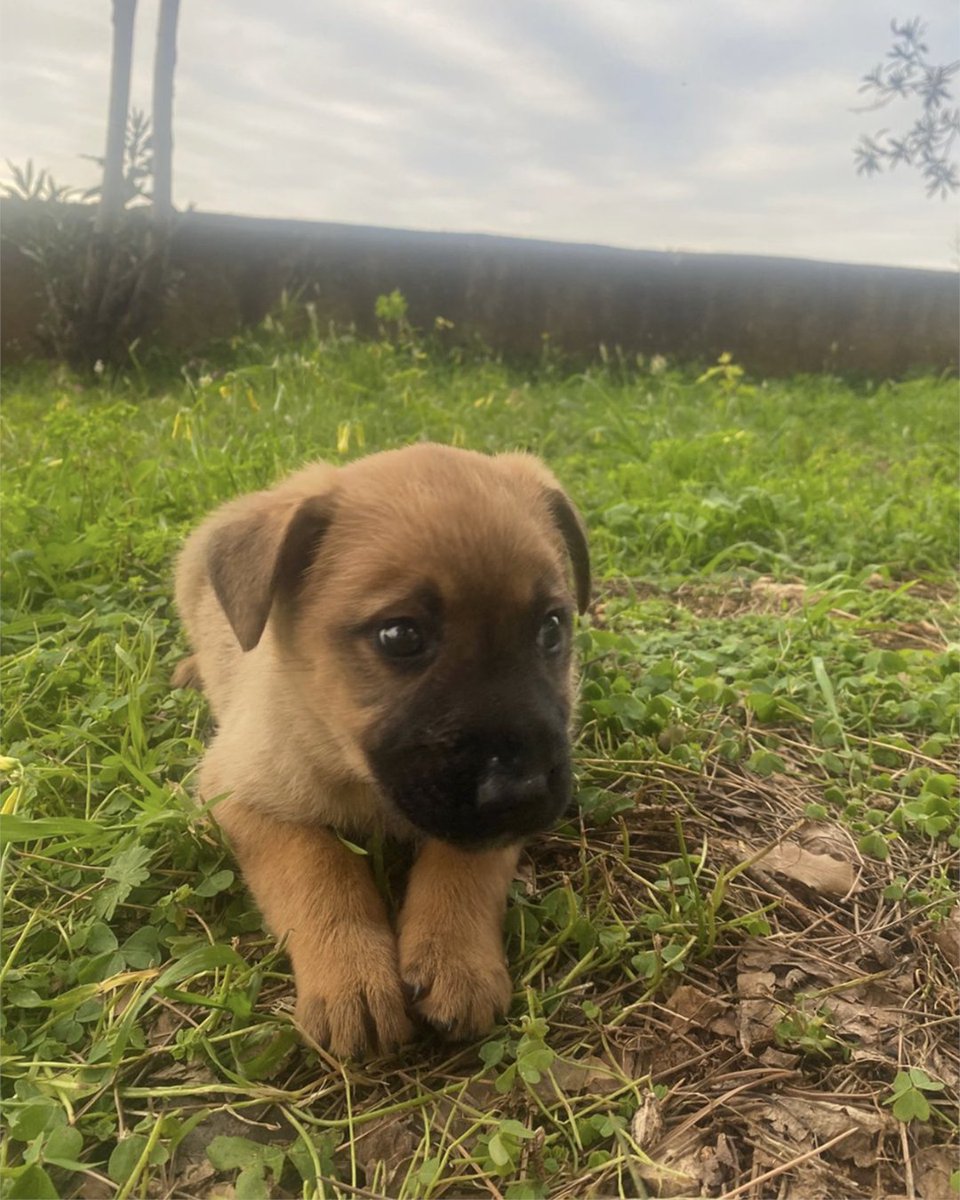 adoptdontshopl's tweet image. 🐕FOR ADOPTION🐕 
🚨 URGENT 🚨
✨ Meet these little ones ✨ 5 rescue puppies, around 2 months old 💙 They are sweet, playful, and ready for loving forever homes with responsible guardians🐾
📞 Contact: 71-947539
Can’t adopt? Please share!

#adoptdontshop #dog #adoption #lebanon