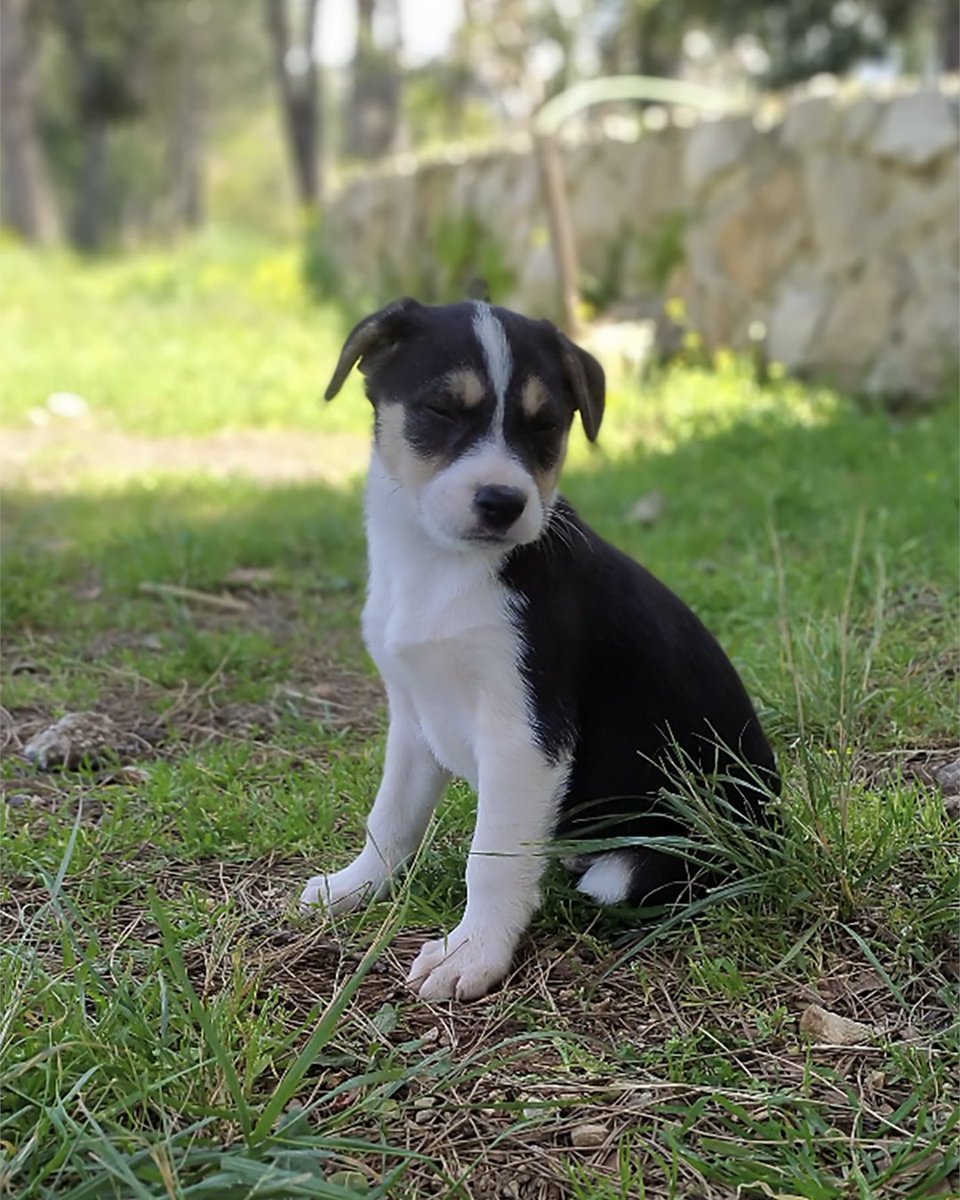 adoptdontshopl's tweet image. 🐕FOR ADOPTION🐕 
🚨 URGENT 🚨
✨ Meet these little ones ✨ 5 rescue puppies, around 2 months old 💙 They are sweet, playful, and ready for loving forever homes with responsible guardians🐾
📞 Contact: 71-947539
Can’t adopt? Please share!

#adoptdontshop #dog #adoption #lebanon