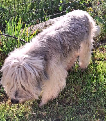 MissingTarn81's tweet photo. 20.04.26 Trouvé chien Briard ou Berger des Pyrénées à Saussenac. Tél : 06 67 42 46 20 ou contact https://t.co/1QyDhBrc6e #Tarn https://t.co/e527lahb9I