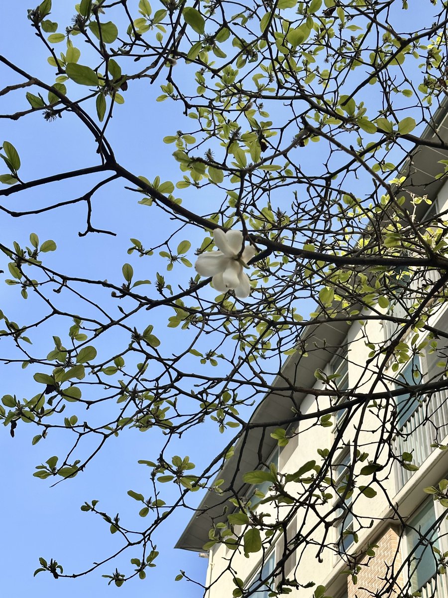 cherryland tweet media