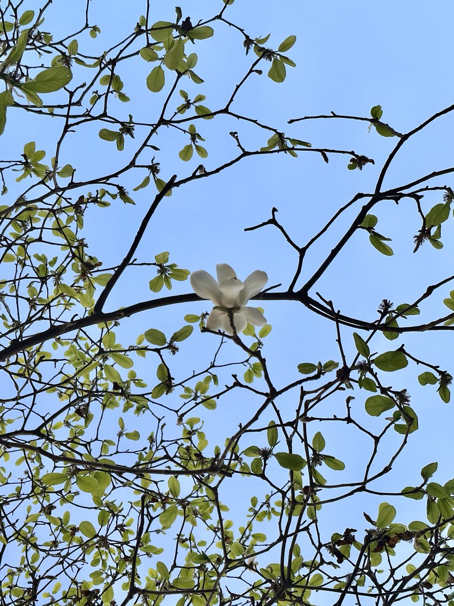 cherryland tweet media