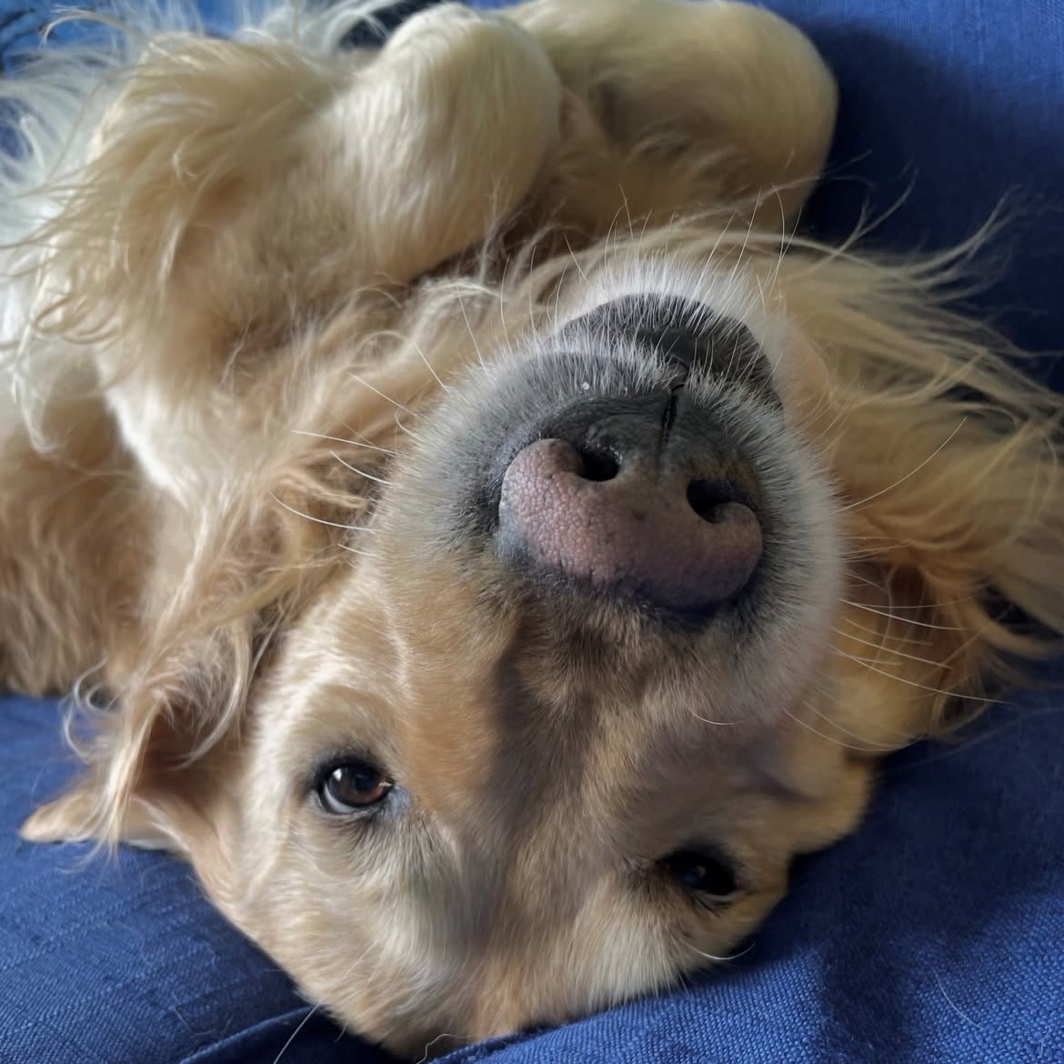 adoptdontshopl's tweet image. 🐕FOR ADOPTION🐕
✨ Meet Champ ✨ This 6-year-old boy is healthy, fully vaccinated, and used to indoor living 💙 He’s looking for a loving forever home 🐾
Neutering is a must.
📍 Bseba
📞 Contact: 03-505403
Can’t adopt? Please share!

#adoptdontshop #dog #adoption #lebanon