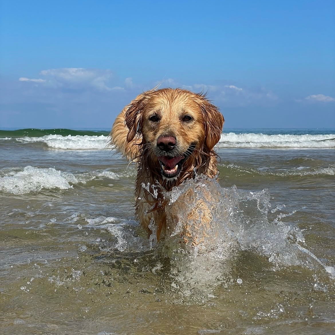 adoptdontshopl's tweet image. 🐕FOR ADOPTION🐕
✨ Meet Champ ✨ This 6-year-old boy is healthy, fully vaccinated, and used to indoor living 💙 He’s looking for a loving forever home 🐾
Neutering is a must.
📍 Bseba
📞 Contact: 03-505403
Can’t adopt? Please share!

#adoptdontshop #dog #adoption #lebanon