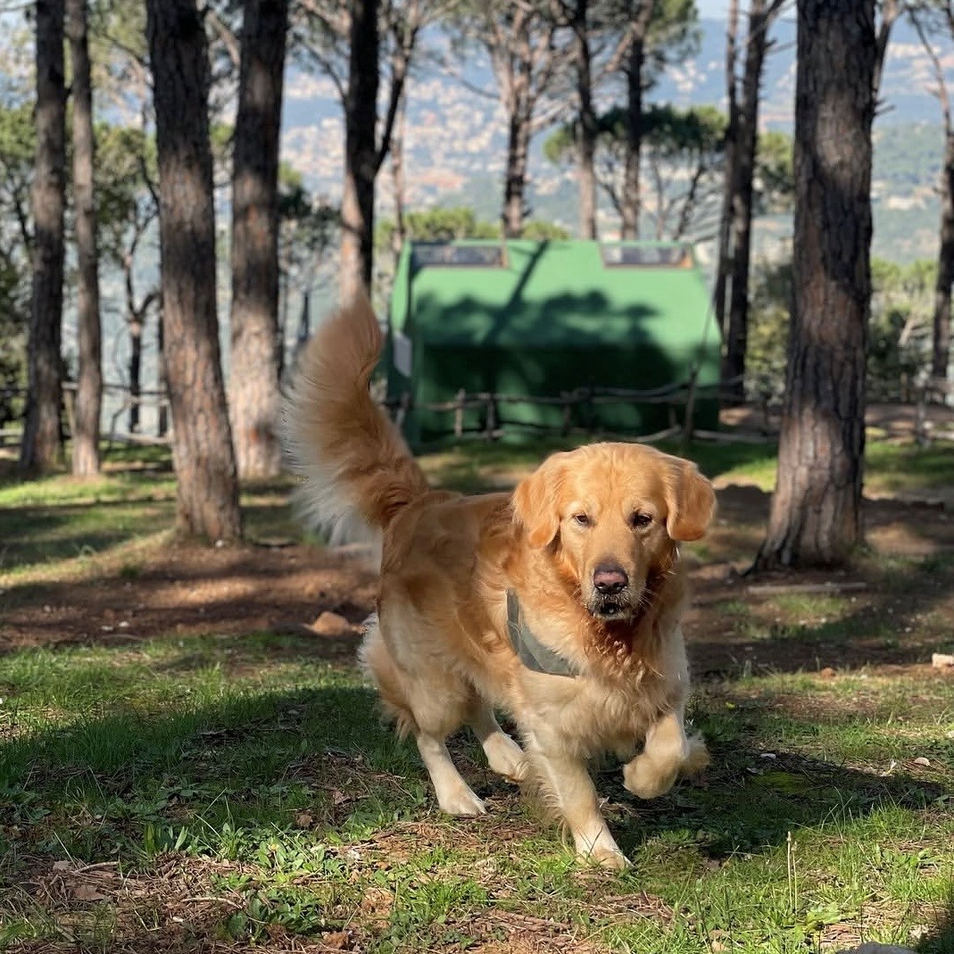 adoptdontshopl's tweet image. 🐕FOR ADOPTION🐕
✨ Meet Champ ✨ This 6-year-old boy is healthy, fully vaccinated, and used to indoor living 💙 He’s looking for a loving forever home 🐾
Neutering is a must.
📍 Bseba
📞 Contact: 03-505403
Can’t adopt? Please share!

#adoptdontshop #dog #adoption #lebanon