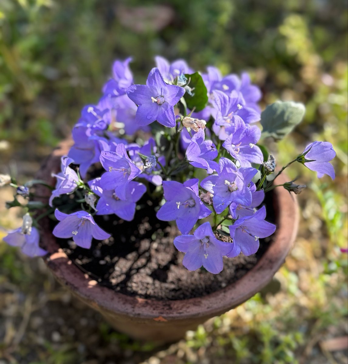 名琴千尋 tweet media