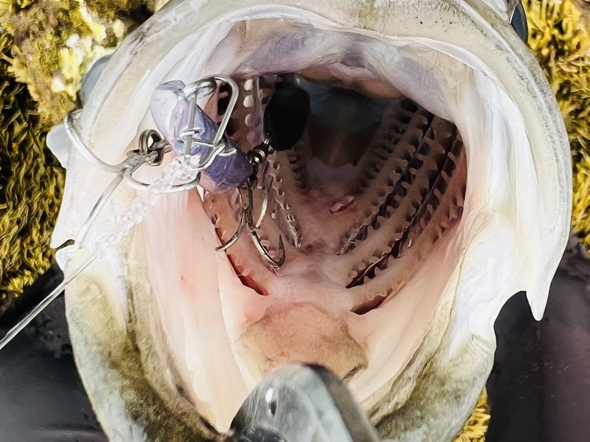 小田龍 tweet media