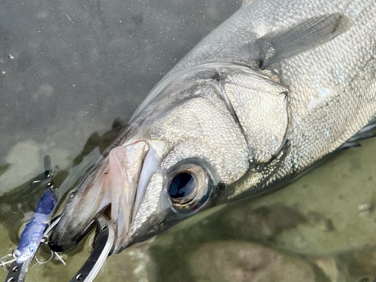 小田龍 tweet media