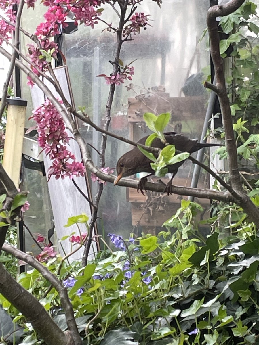 helen21206699's tweet image. Good morning from breakfast with my #blackbird in my little #cottage #garden