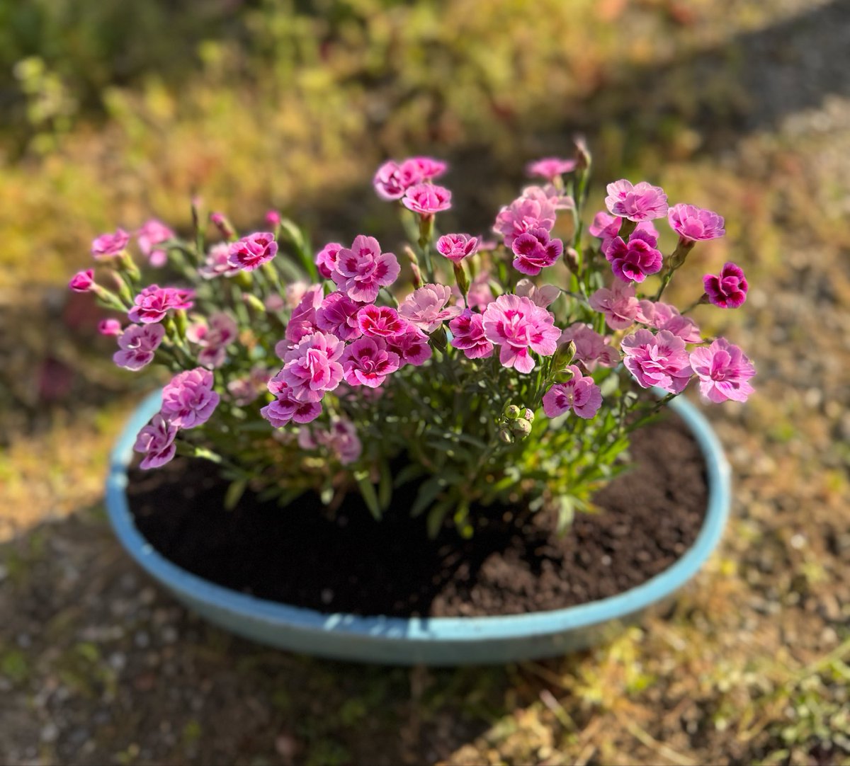 名琴千尋 tweet media